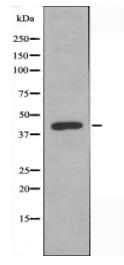MAPK3 Antibody