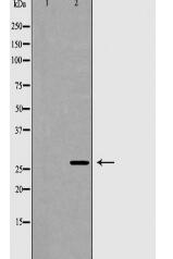 HSD17B10 Antibody
