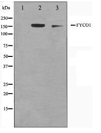 FYCO1 Antibody