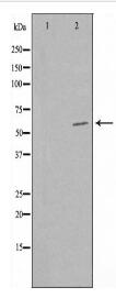 STK39 Antibody