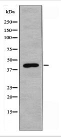 NTR1 Antibody