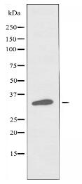 OR51F1 Antibody