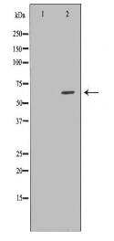 PDPK1 Antibody