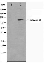 Integrin beta-5 Antibody