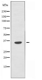 OR10H4 Antibody