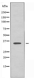 OR51A7 Antibody