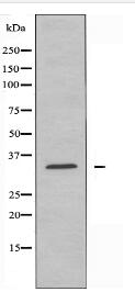 PXMP3 Antibody