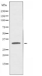NKX6.3 Antibody