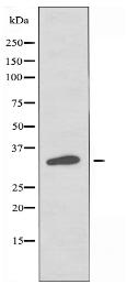 OR4L1 Antibody