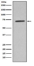 Lamin B Antibody