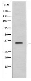 OR4C16 Antibody