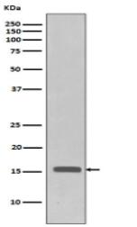 Phospho-Histone H3 (T3) Antibody