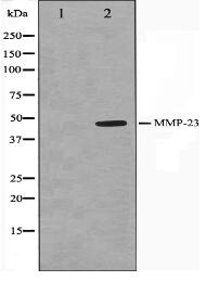 MMP23 Antibody