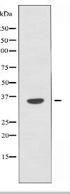 OR4A15 Antibody