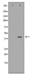 NCF4 Antibody