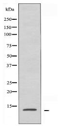 RPB11 Antibody