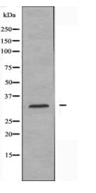 MRPL9 Antibody