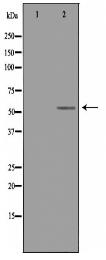 TRAF4 Antibody