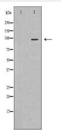 NFKB2 Antibody