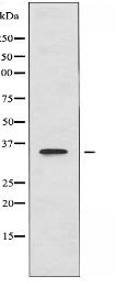 HTR5A Antibody