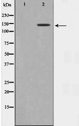 GAK Antibody