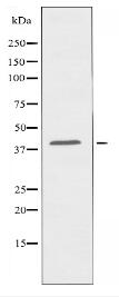 OR8S1 Antibody