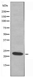 MRPL21 Antibody