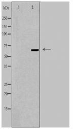 TOR1AIP1 Antibody