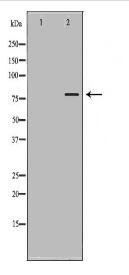 POU2F1 Antibody