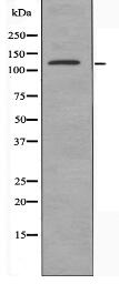 PLEKHG4 Antibody