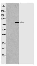 RIN1 Antibody