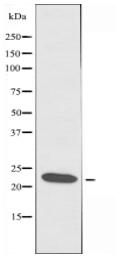 MRPL13 Antibody