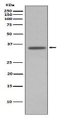 Annexin I Antibody