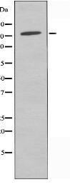 PARD3 Antibody