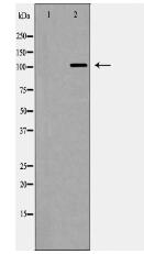 Notch 2 (Cleaved-Asp1733) Antibody