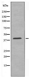 KLC1 Antibody