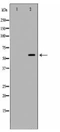 PPARG Antibody