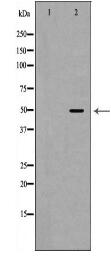 IRF3 Antibody