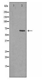 RABEP2 Antibody