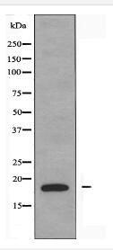 INSL4 Antibody