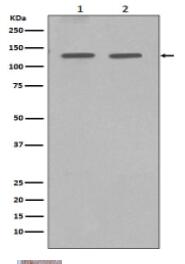 GM130 Antibody