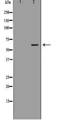 SLC22A6 Antibody