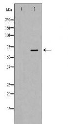 PTPN11 Antibody