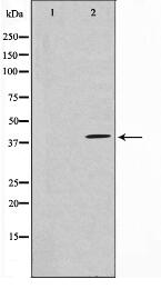 HEXIM1 Antibody