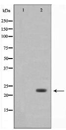 Bak Antibody