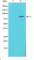 Catenin-gamma Antibody