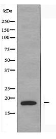 PDRG1 Antibody