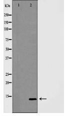 INSL3 Antibody