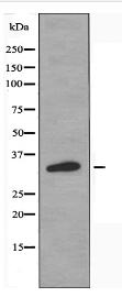 OR2AG1/2 Antibody