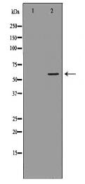 UGT1A4 Antibody